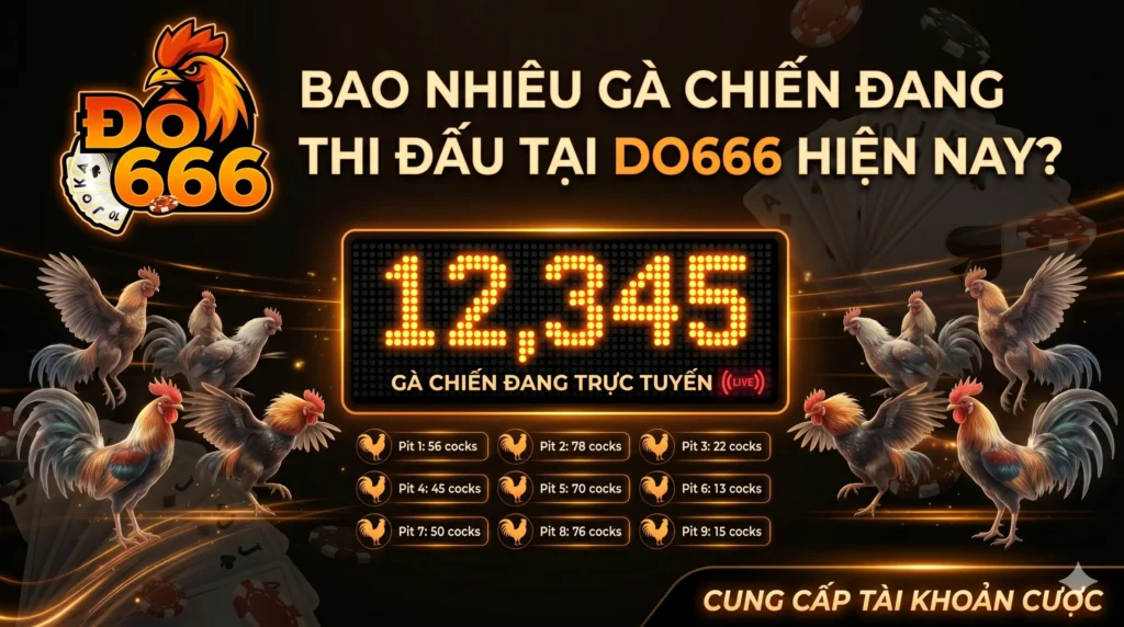Bao nhiêu gà chiến đang thi đấu tại Do666 hiện nay?