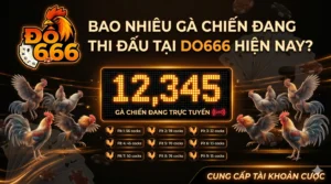 Bao nhiêu gà chiến đang thi đấu tại Do666 hiện nay?