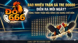 Bao nhiêu trận gà tre Do666 diễn ra mỗi ngày?