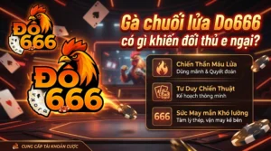 Gà chuối lửa Do666 có gì khiến đối thủ e ngại?