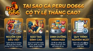 Tại sao gà Peru Do666 có tỷ lệ thắng cao?