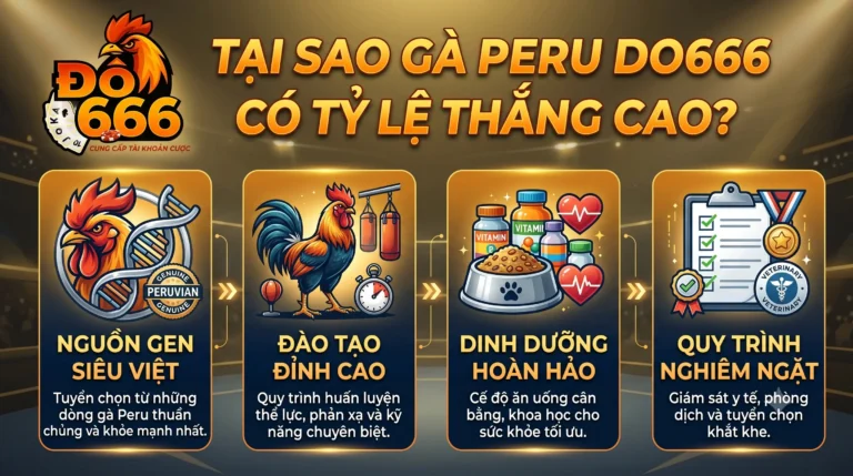 Tại sao gà Peru Do666 có tỷ lệ thắng cao?