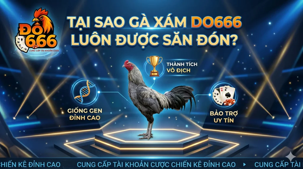 Tại sao gà xám Do666 luôn được săn đón?