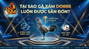 Tại sao gà xám Do666 luôn được săn đón?